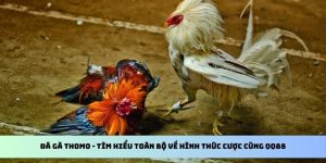 Đá Gà Thomo - Tìm Hiểu Toàn Bộ Về Hình Thức Cược Cùng QQ88 5 đá gà thomo qq88