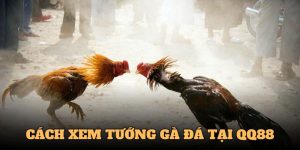 Cách Xem Tướng Gà Đá - Chọn Chiến Kê Hiệu Quả Cùng QQ88 3 cách xem tướng gà đá